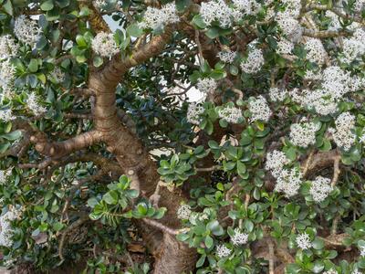 crassula portulacea