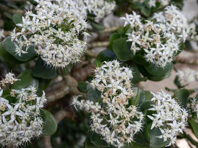 crassula portulacea detail