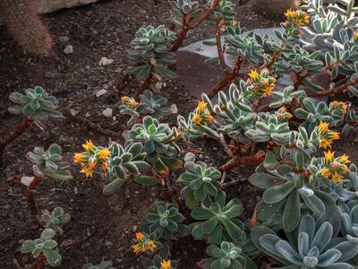 echeveria pulvinata