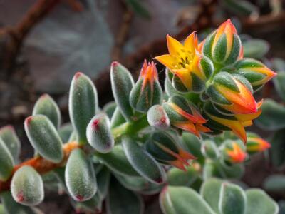 echeveria pulvinata detail