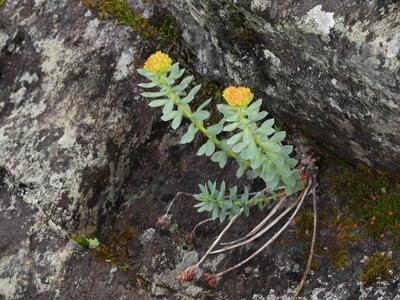 rhodiola rosea