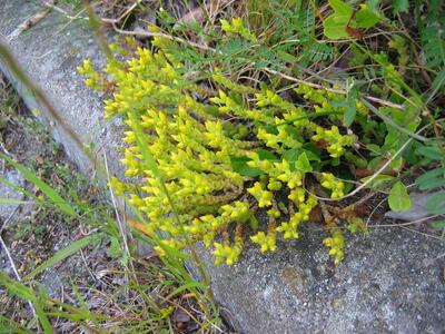 sedum acre