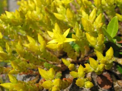 sedum acre bluete