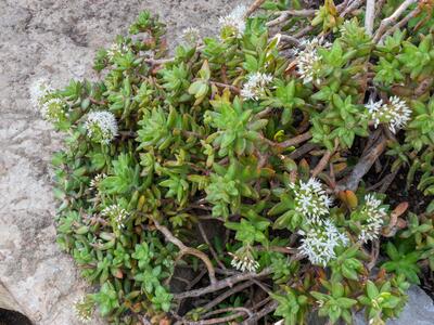 sedum adolphii