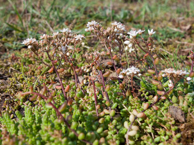 sedum album