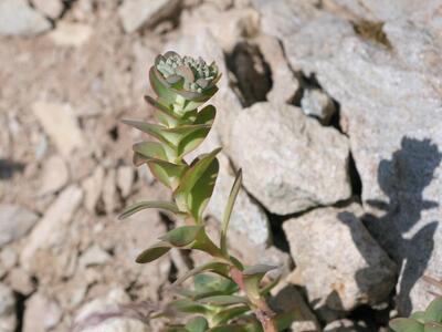 sedum anacampseros