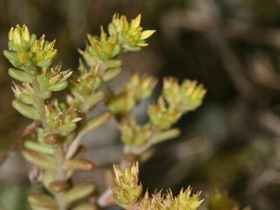 sedum annuum