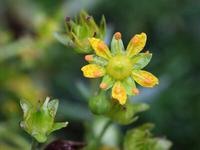 sedum annuum detail