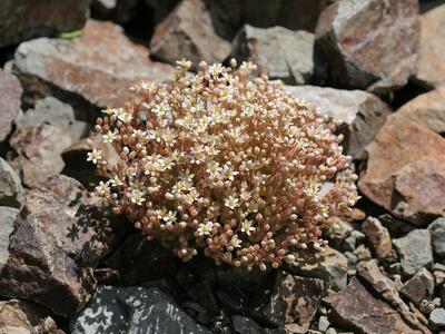 sedum dasyphyllum