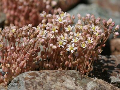 sedum dasyphyllum detail