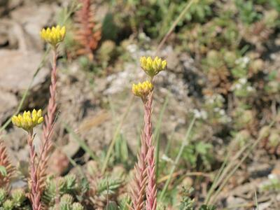 sedum forsterianum