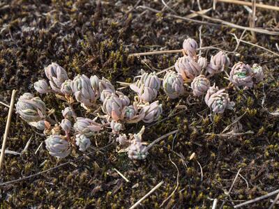 sedum hispanicum