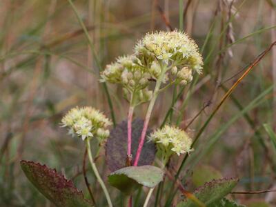 sedum maximum