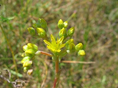 sedum rupestre