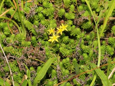 sedum sexangulare