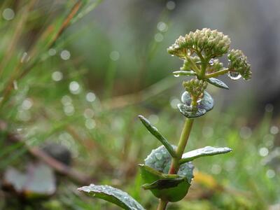 sedum telephium