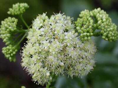 sedum telephium detail