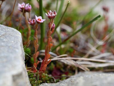 sedum villosum