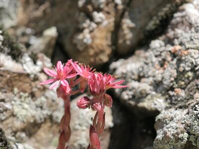 sempervivum arachnoideum