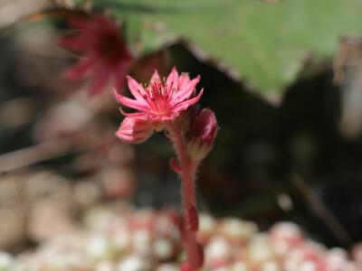 sempervivum arachnoideum detail