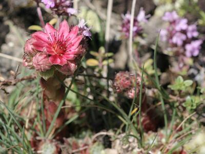 sempervivum grandiflorum