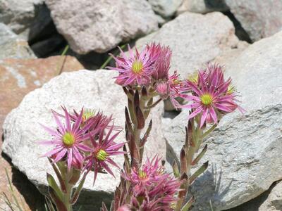 sempervivum montanum