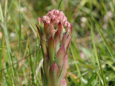 sempervivum tectorum