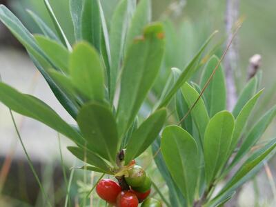 daphne mezereum