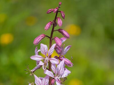 dictamnus albus detail