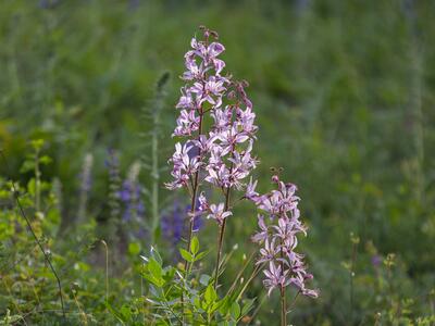 dictamnus albus habitus