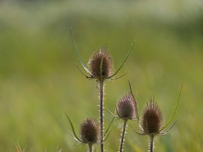 dipsacus fullonum