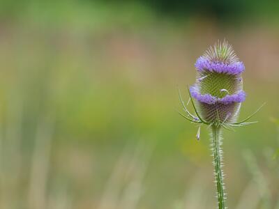 dipsacus fullonum detail