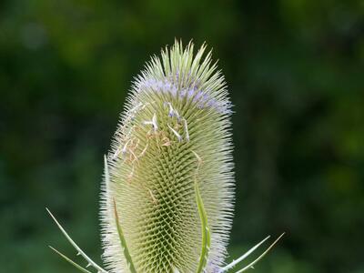 dipsacus sylvestris