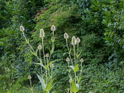 dipsacus sylvestris habitus