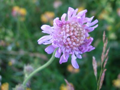 knautia arvensis