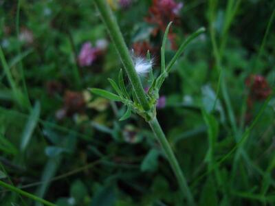 knautia arvensis blatt