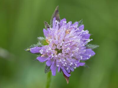 knautia arvensis bluete