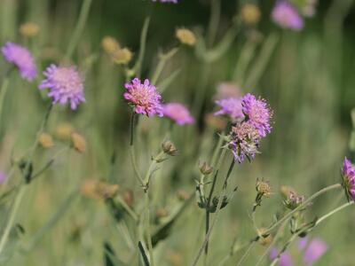 knautia dipsacifolia