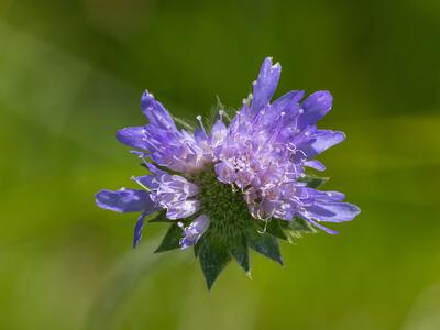knautia longifolia