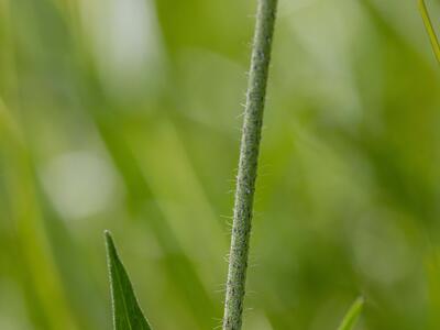 knautia longifolia blatt