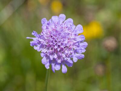 scabiosa canescens
