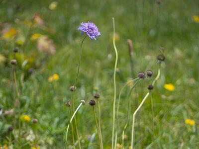 scabiosa canescens habitus