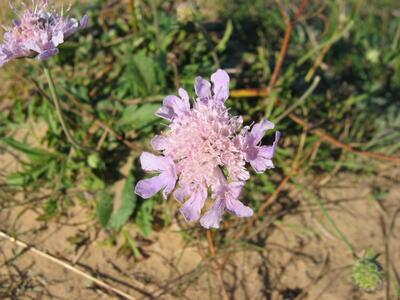 scabiosa columbaria