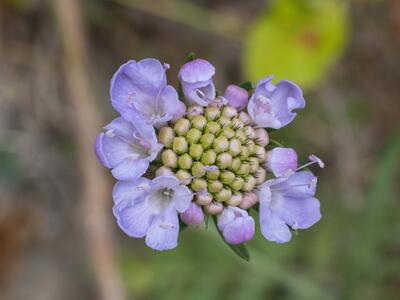 scabiosa columbaria detail