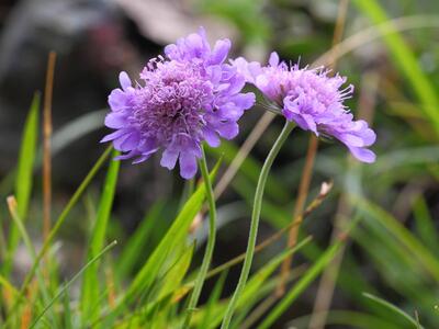 scabiosa lucida