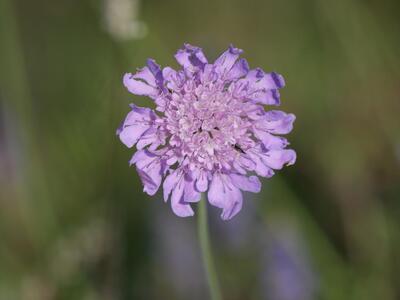 scabiosa lucida detail