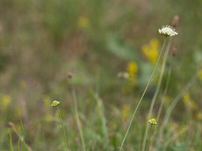 scabiosa ochroleuca