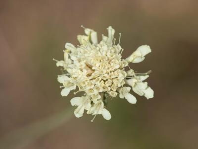 scabiosa ochroleuca detail