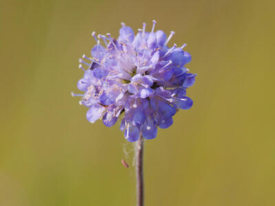 succisa pratensis