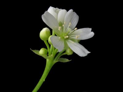 dionaea muscipula bluete